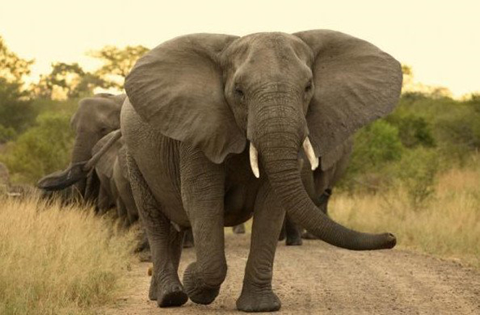 Giải mã giấc mơ thấy voi mang đến điềm tốt, con voi là số mấy?
