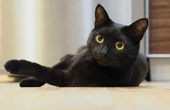 Mơ thấy mèo đen có phải điềm xấu?